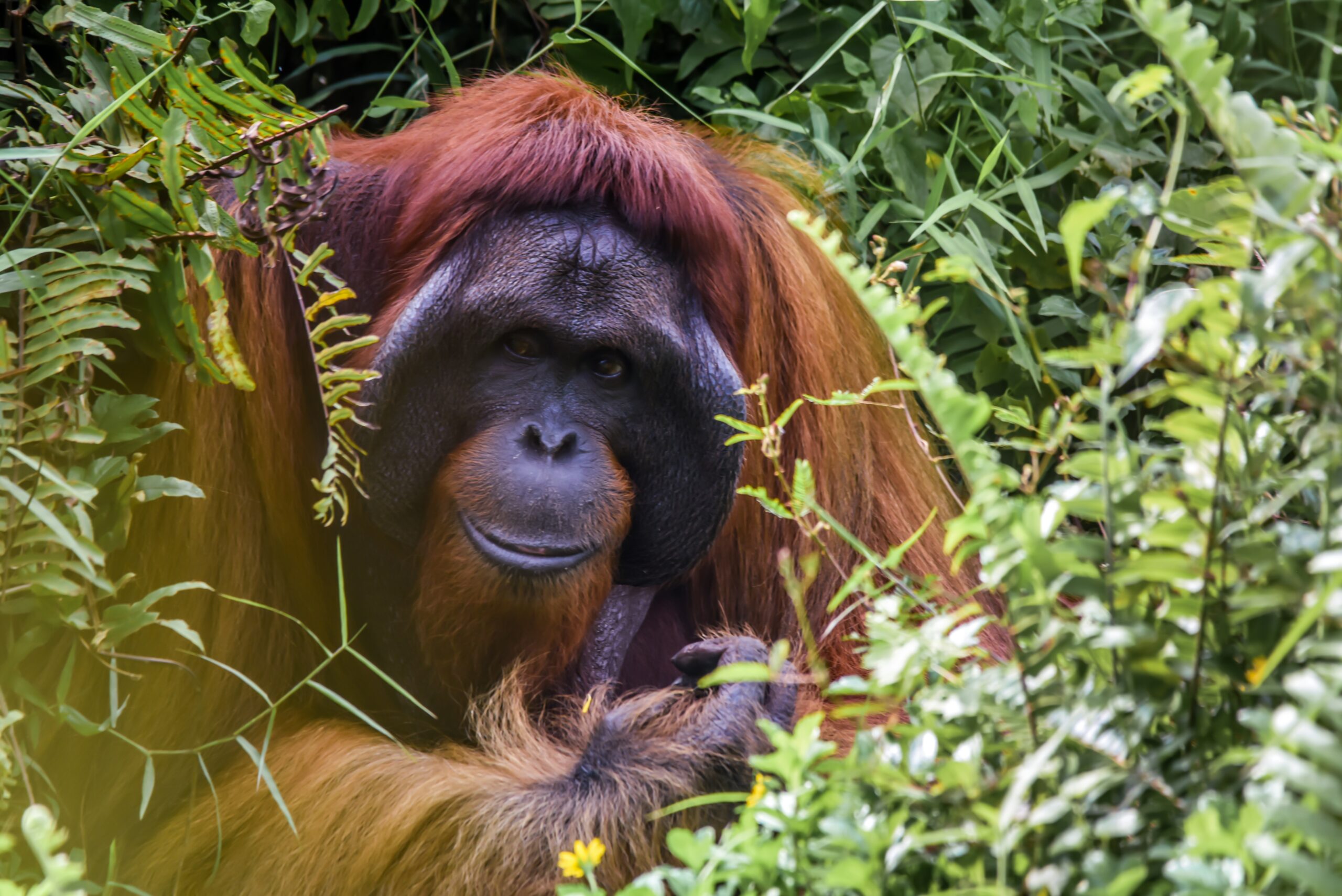 Huge orangutan in the ketambe jungle